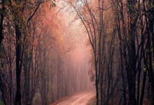 TyC预测阿根廷队首发:小蜘蛛、朱利亚诺、冈萨雷斯在列.